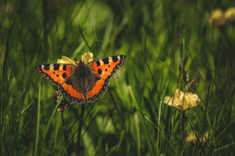 a close - up of a small orange erfly resting on a yellow flower in the grass