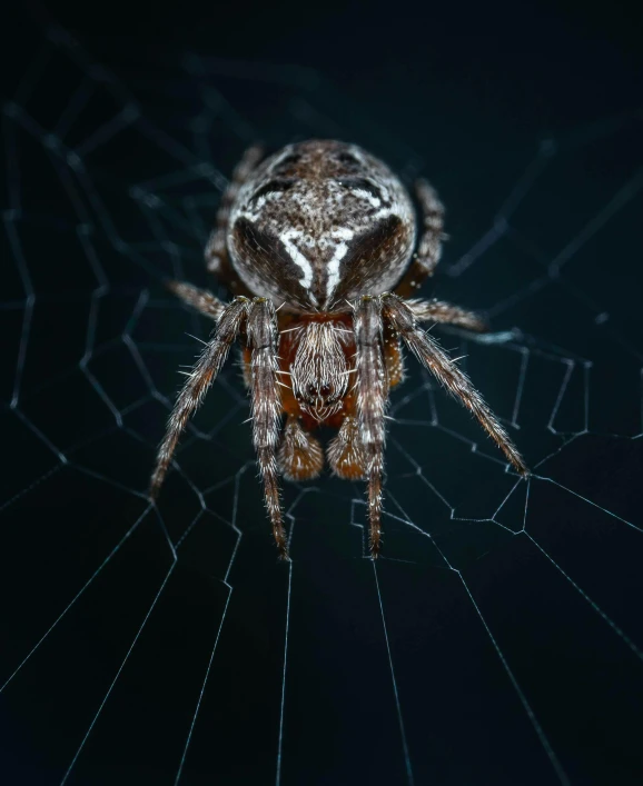 a large brown spider is sitting on it's web