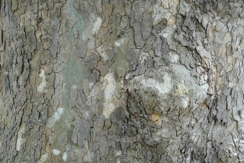 the trunk of a large tree with very large bark