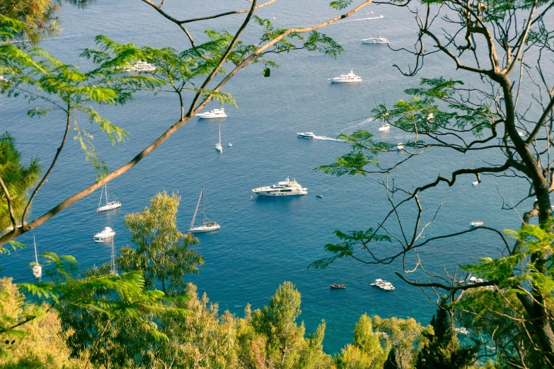 sailboats float down a large bay full of trees