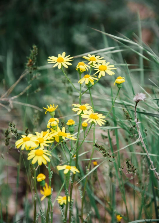 yellow wildflowers grow among the tall green grass