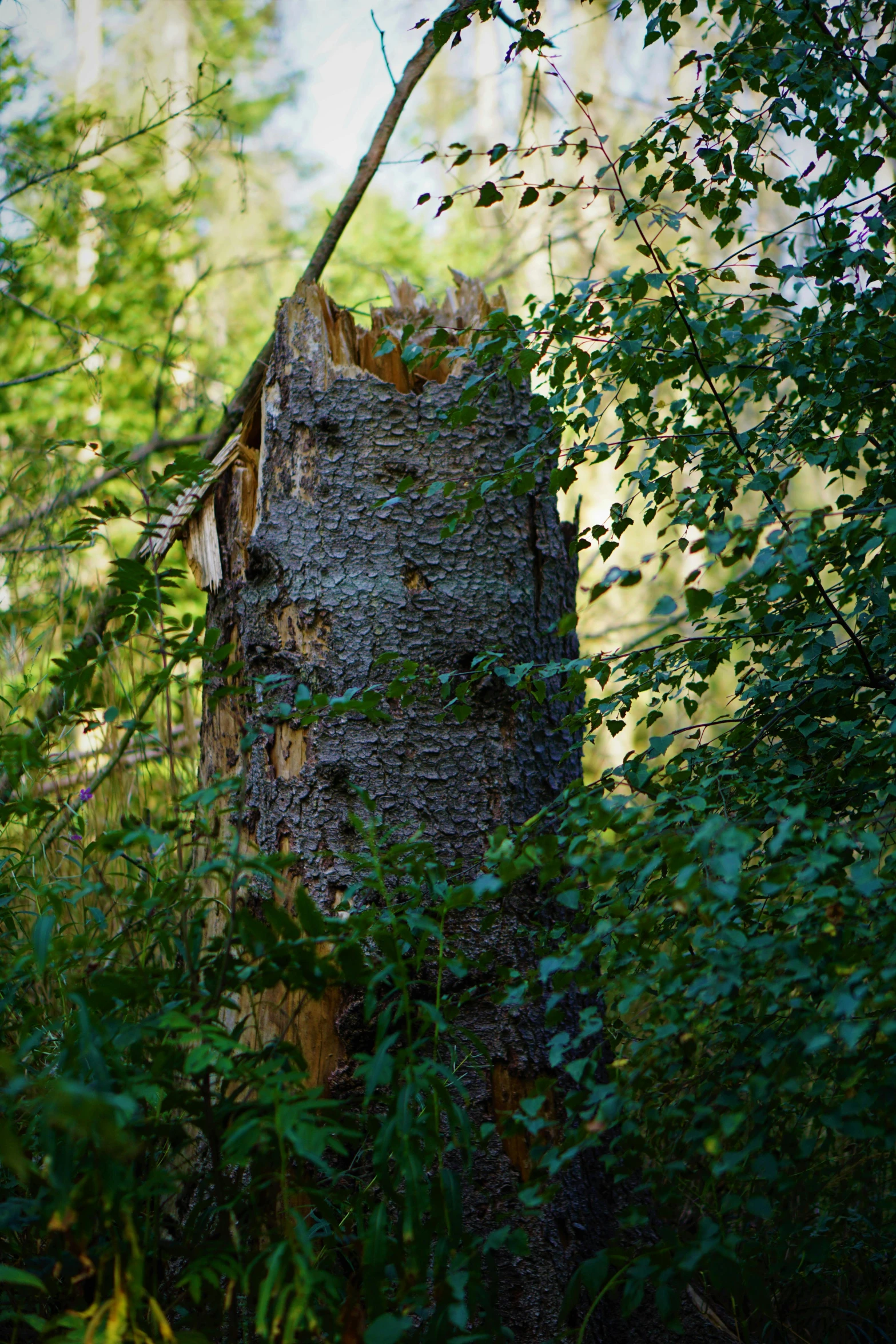 a large tree stump with many little holes