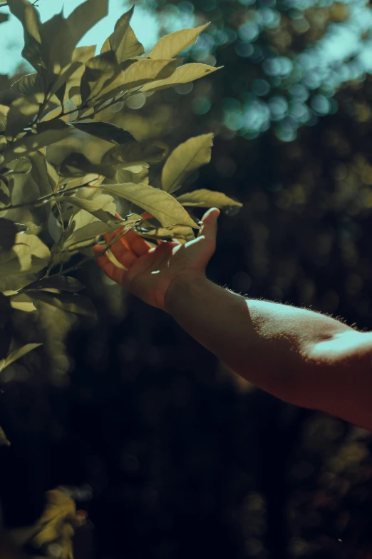 hands touching soing with some green leaves near some trees