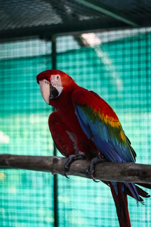 a red and green bird perched on a tree limb