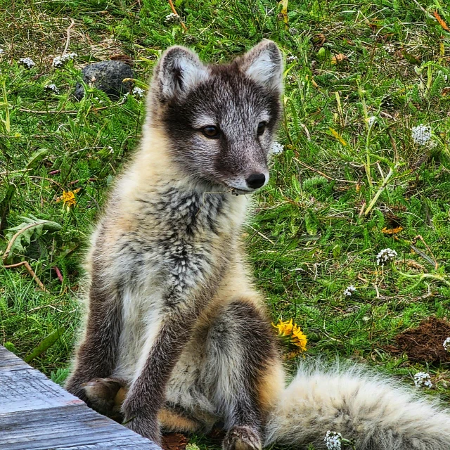 a furry fox sitting in a field with a bird watching