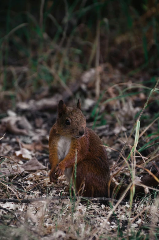 a red squirrel sitting in the middle of a forest