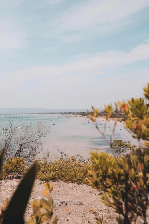 some plants on the edge of a large body of water