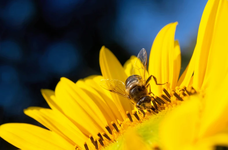 the bee is perched on a large yellow sunflower