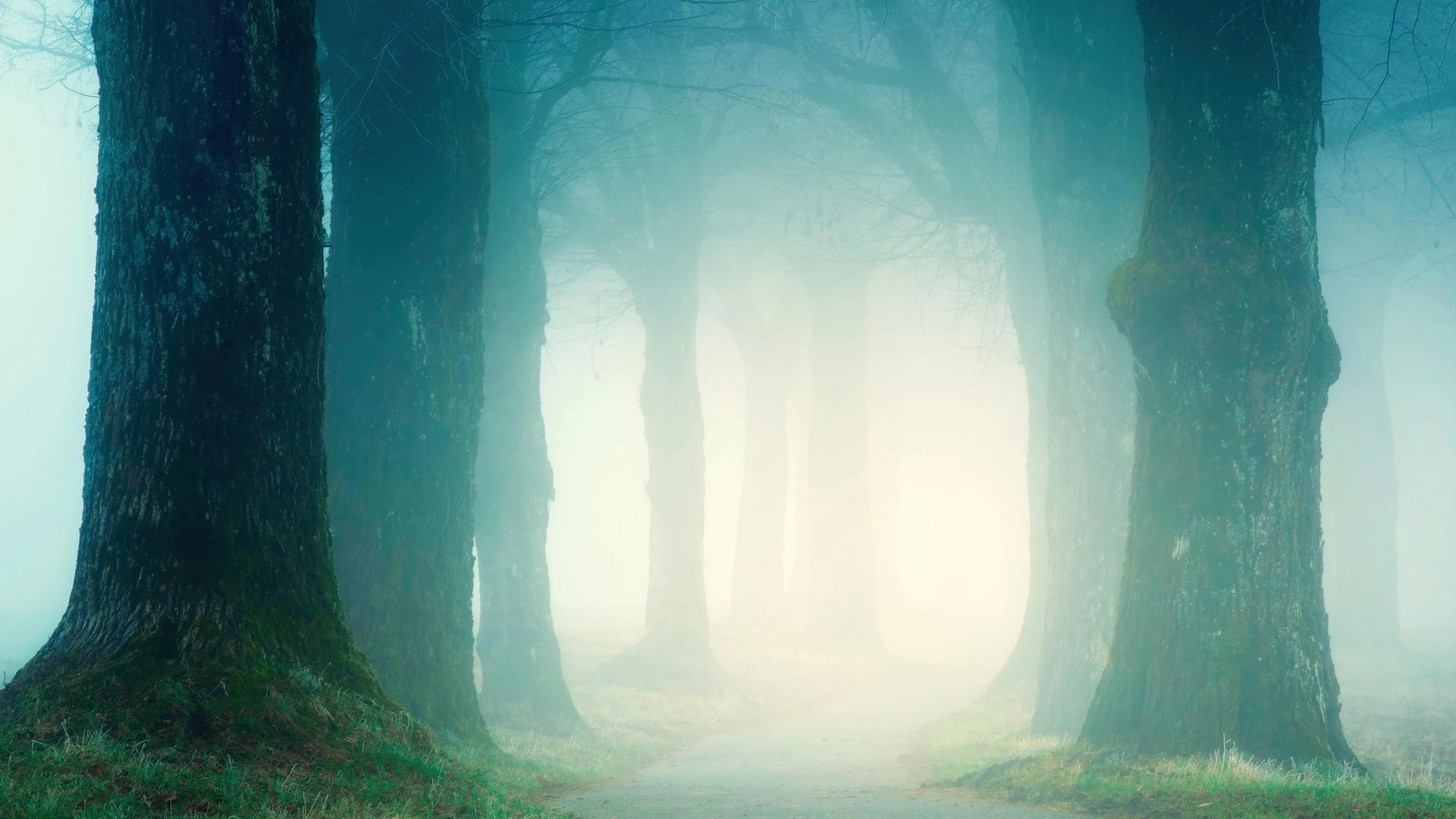 a path between two trees in the foggy forest