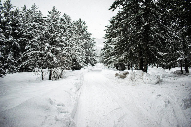 a path through the snowy forest and some trees