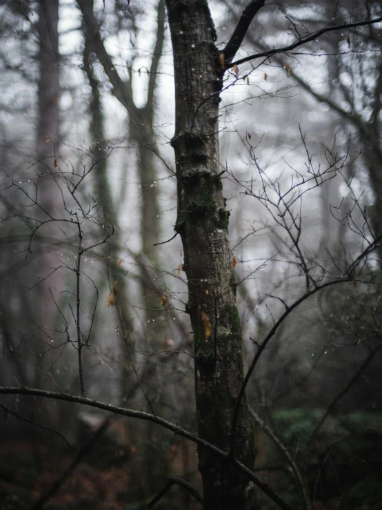 rain is falling on a tree near some bushes