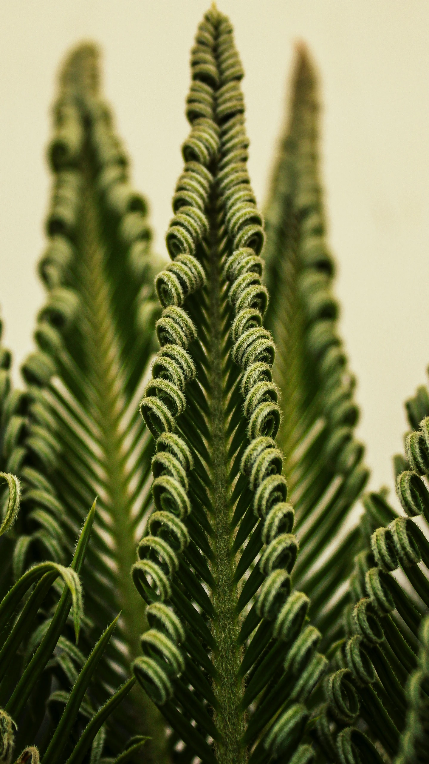 an image of a close up of some very thin plant