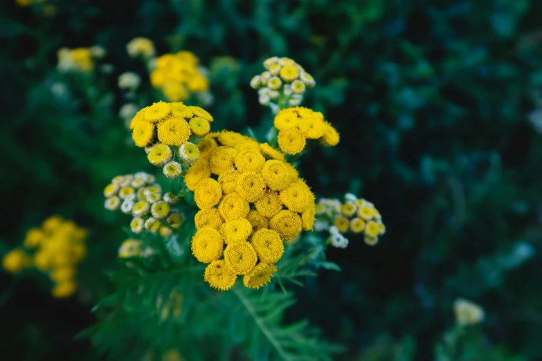 a group of yellow and white flowers with many small ones