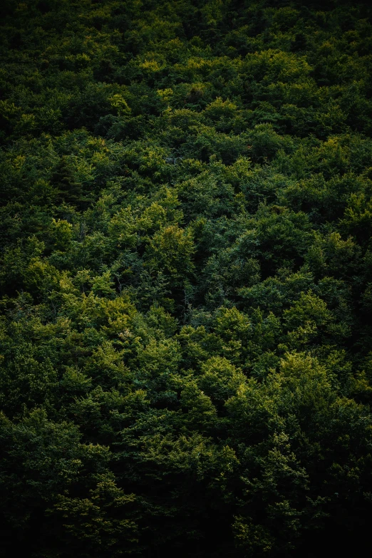 a forest filled with lots of green trees