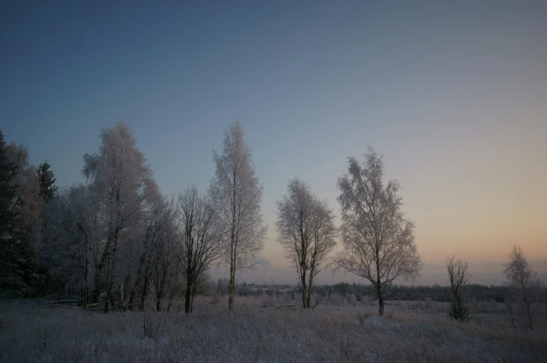 some tall trees on a grassy hill at sunset