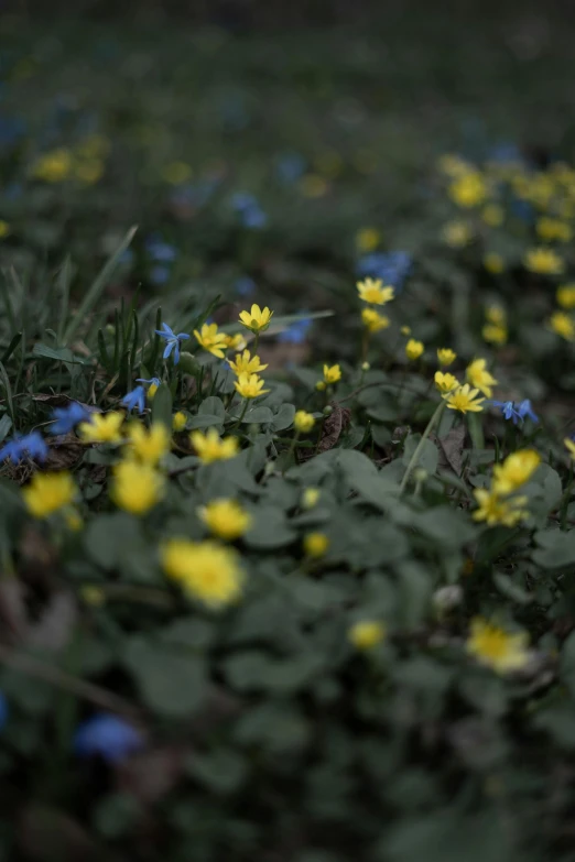 small blue and yellow flowers in the grass