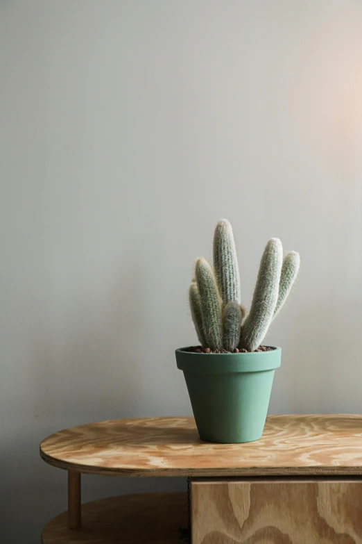 a small cactus is sitting in a green pot