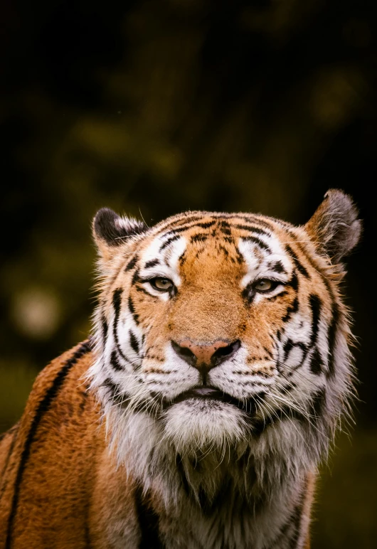 a tiger staring at the camera in the dark