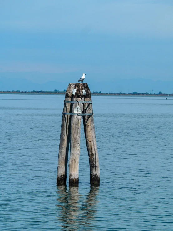 a bird perched on top of a wooden post in water