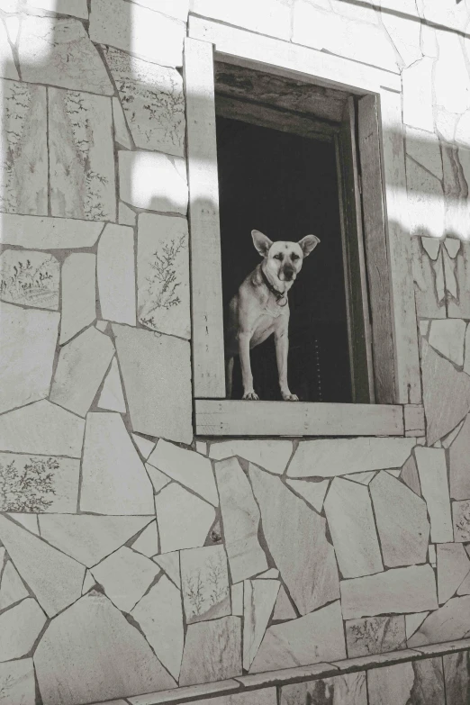 black and white image of dog in window of house