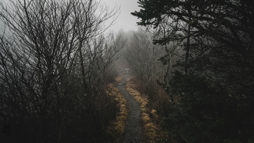 a foggy road with bare trees near by