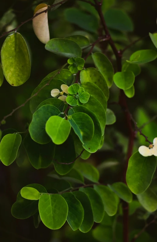 several different plants and trees with green leaves