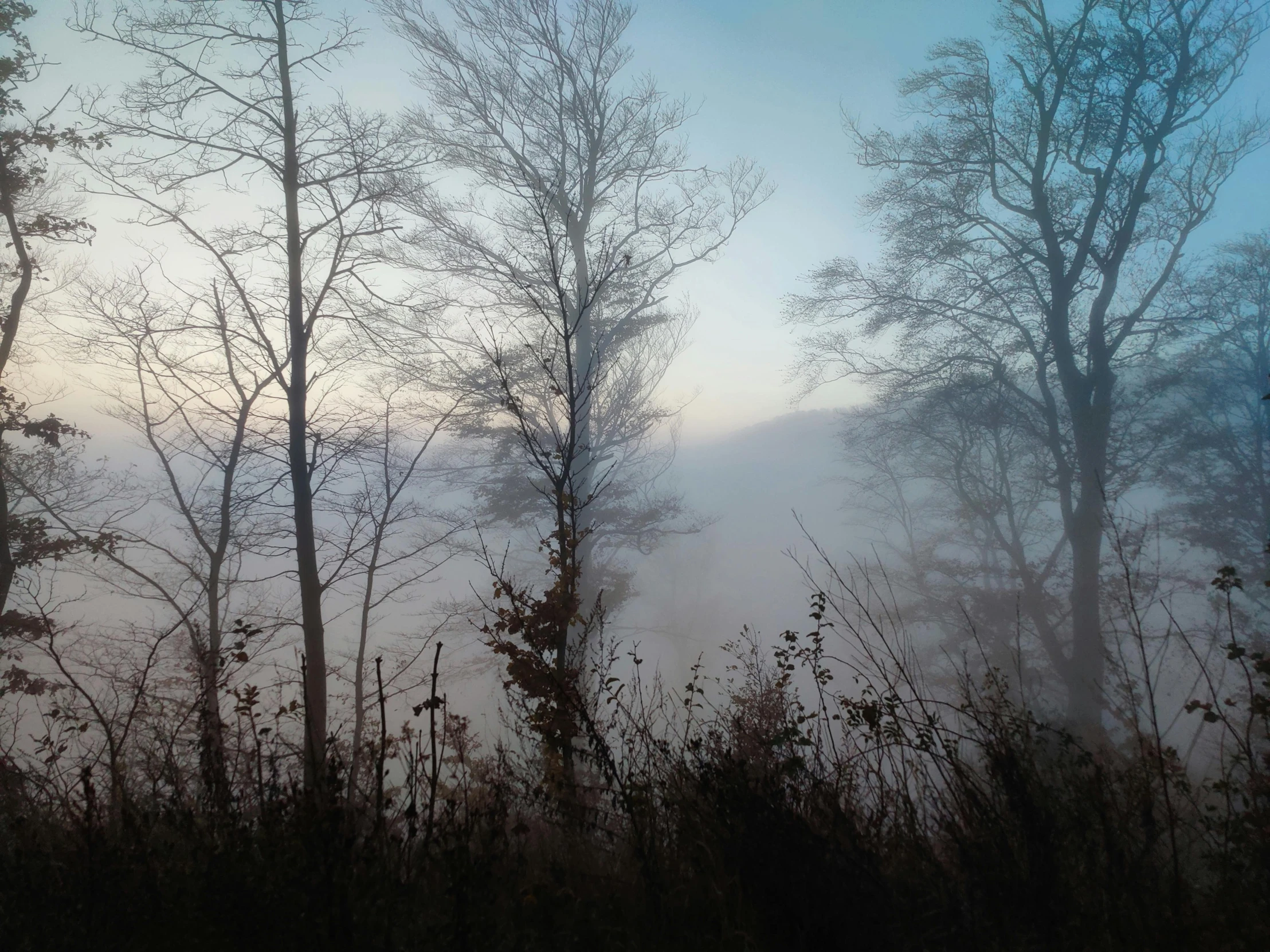 some fog covered trees and shrubs on a hazy day