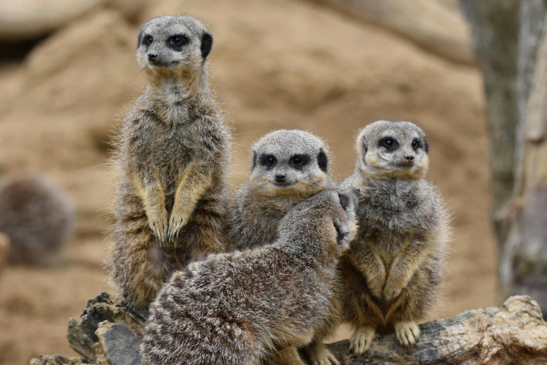 the three meerkats are standing next to each other
