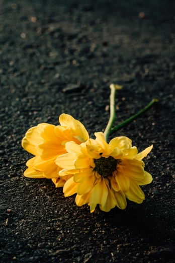 a yellow flower that is laying on the ground