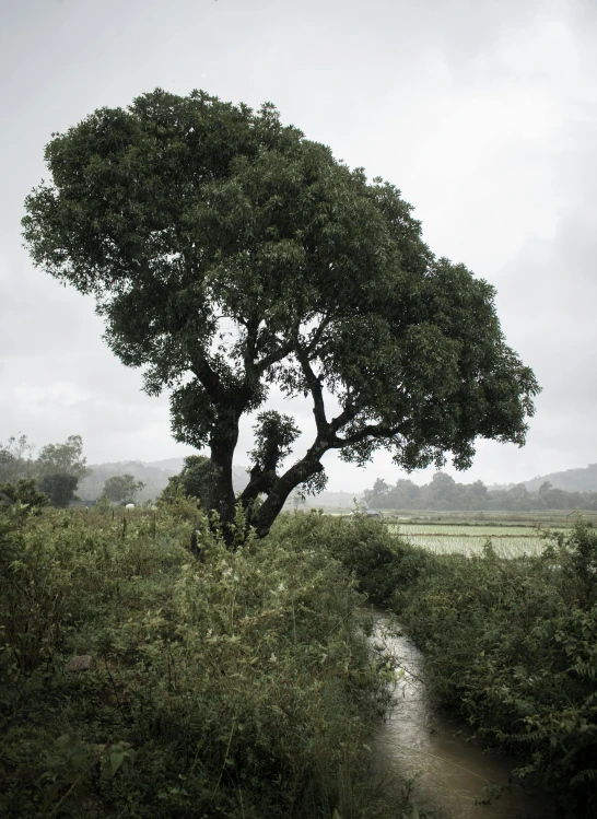 a large tree sitting on top of a lush green field