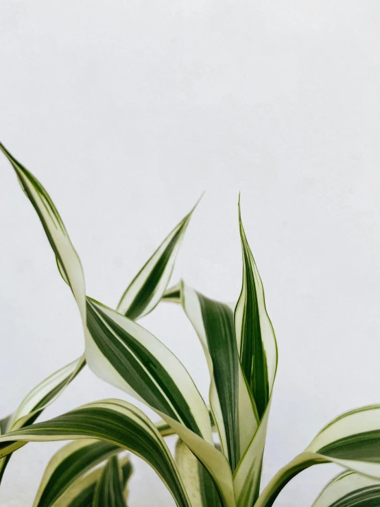 an image of a plant with long, green leaves