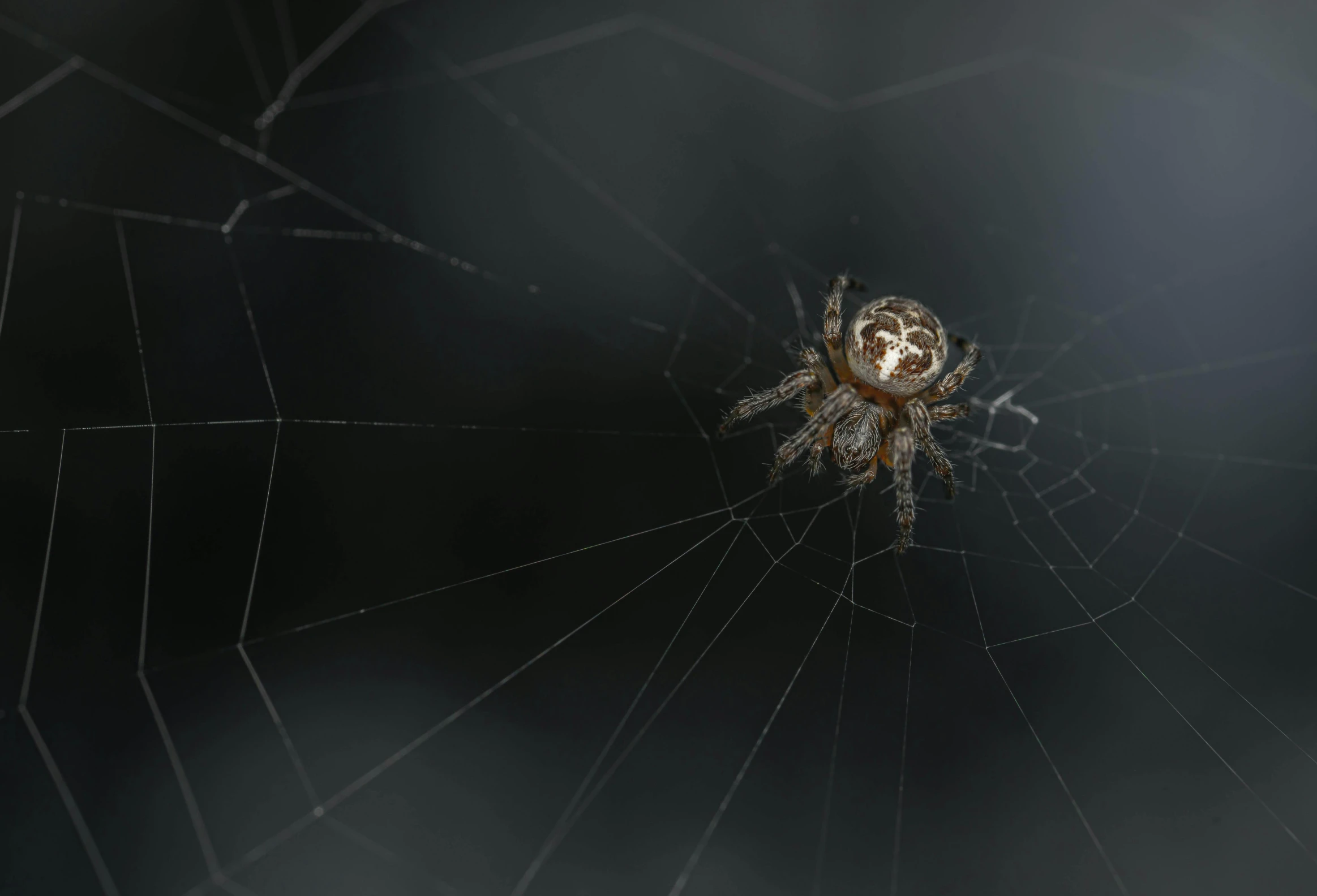 a spider's web with its webs and water droplets