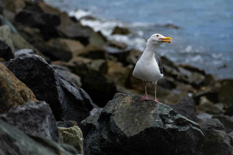 a seagull is standing on some rocks by the water