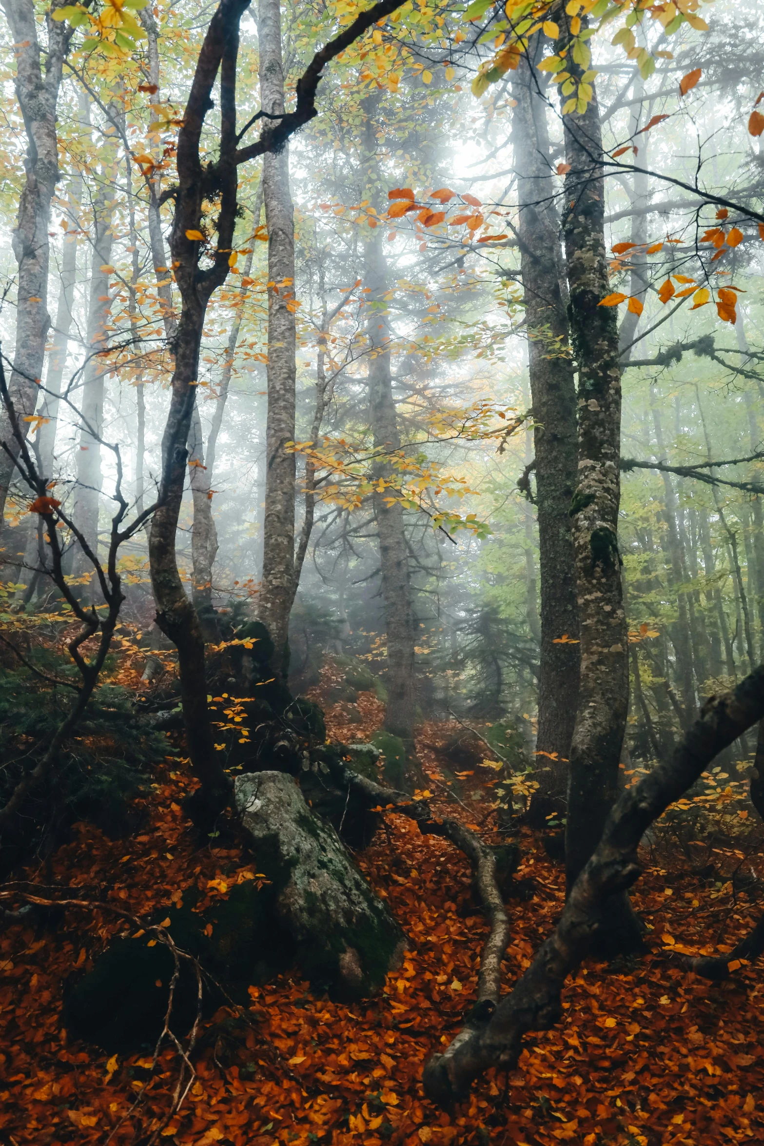 a foggy forest has rocks and leaves