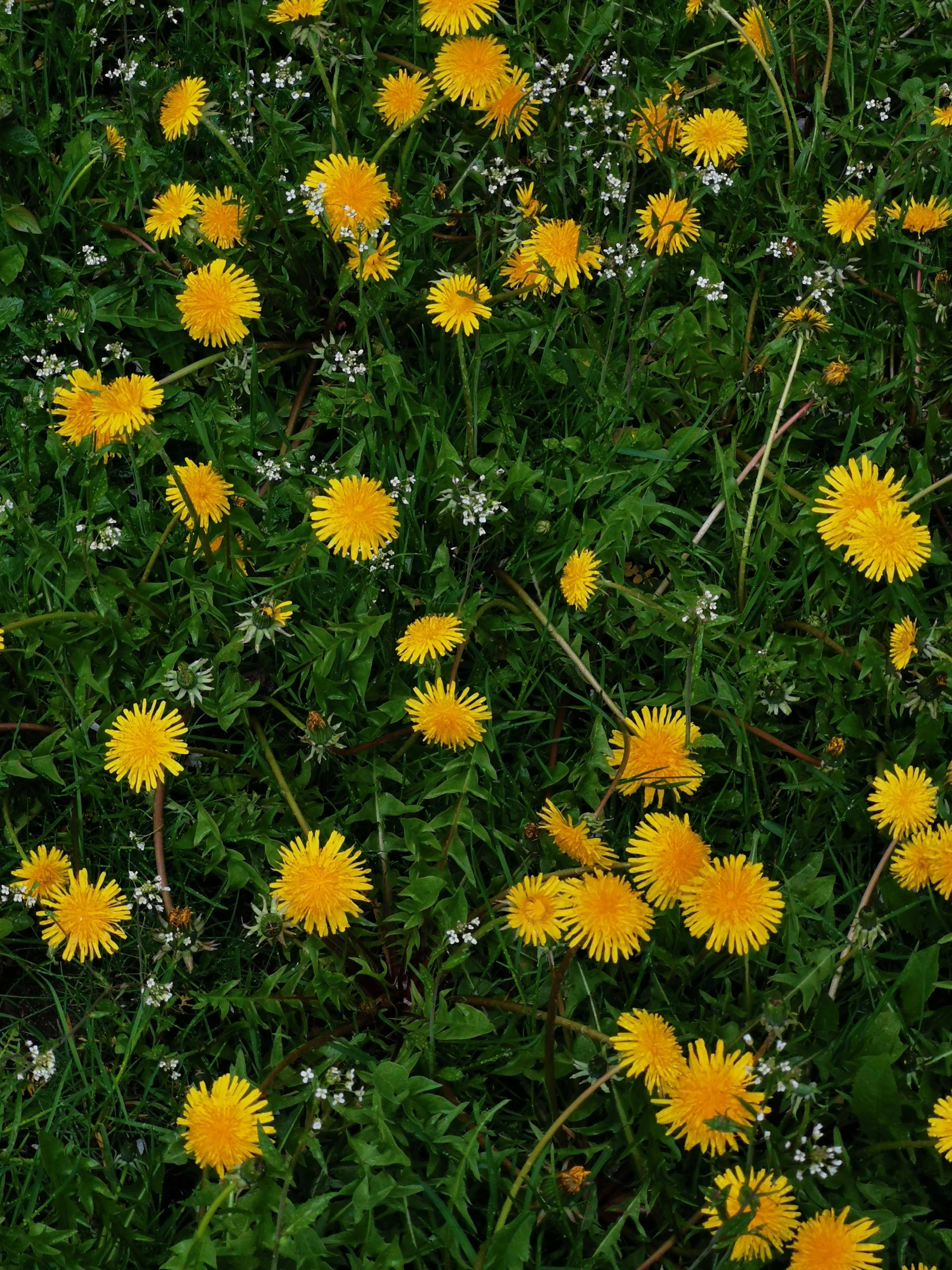 several yellow dandelions are growing in a field