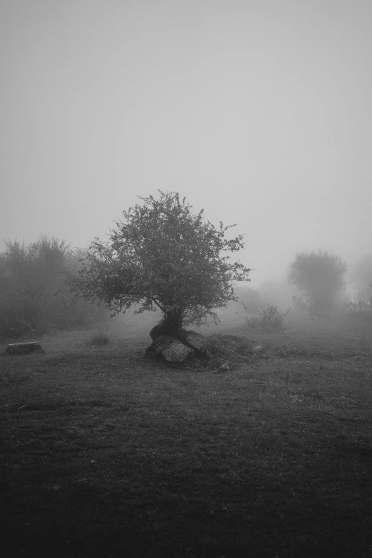 black and white po of fog, trees and a car