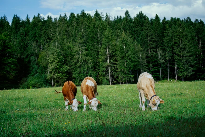 three cows grazing on grass in front of trees