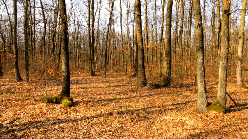 several bare trees in the woods with autumn leaves on the ground