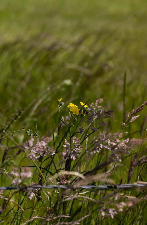 a flower that is sitting on some grass