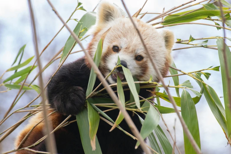 a panda eating bamboo while sitting on top of a tree