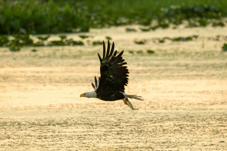 a bird flies over the water and grassy areas