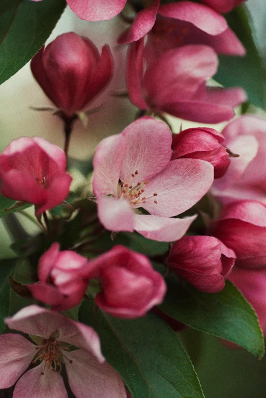 flowers that are pink in the light