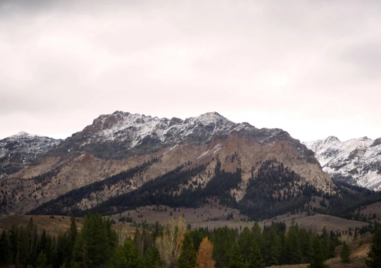 a snow covered mountain in the distance and trees