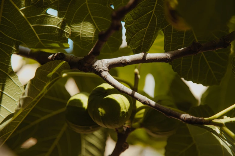 green fruit is growing on a tree with leaves