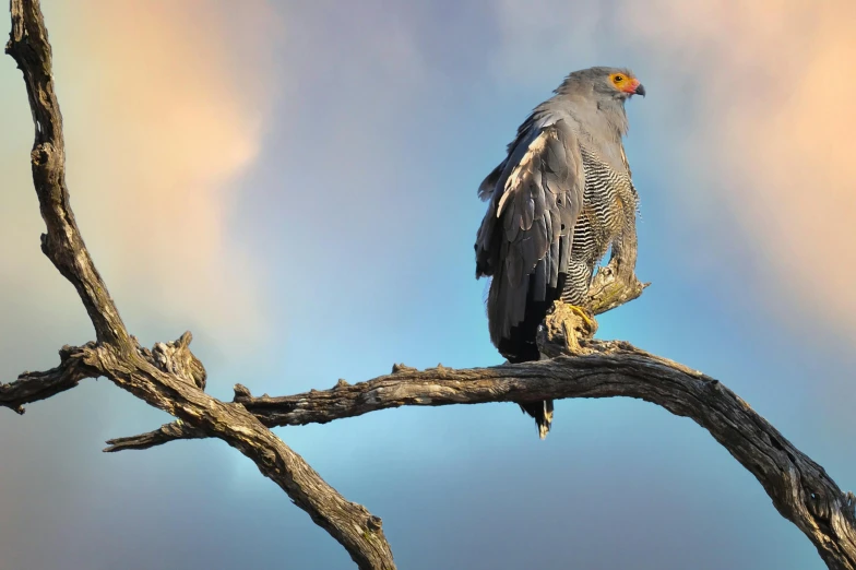 a grey and yellow bird perched on a thin tree limb