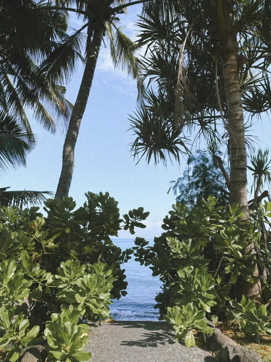 an image of trees lining a path leading to the ocean