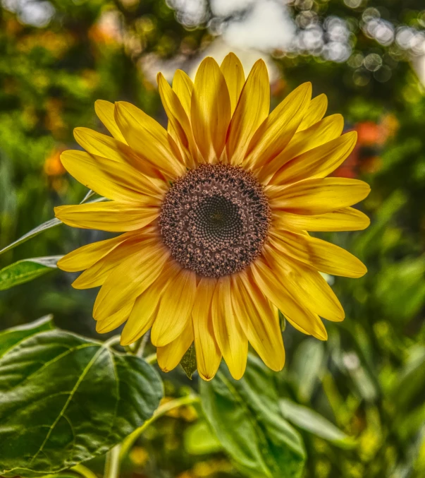 a yellow flower with green leaves is shown