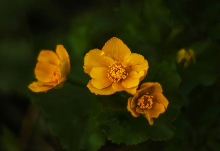 a yellow and black floral plant with bright yellow centers