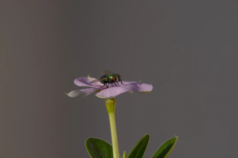 small fly sitting on a very tall pink flower