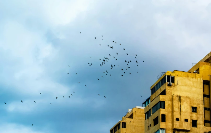 a flock of birds flies away from tall buildings